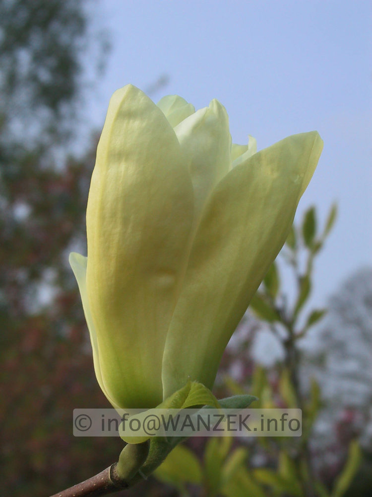 Magnolia Yellow River 3.jpg